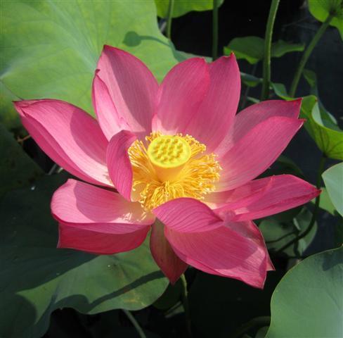 The President Lotus (Bare Root) - Play It Koi