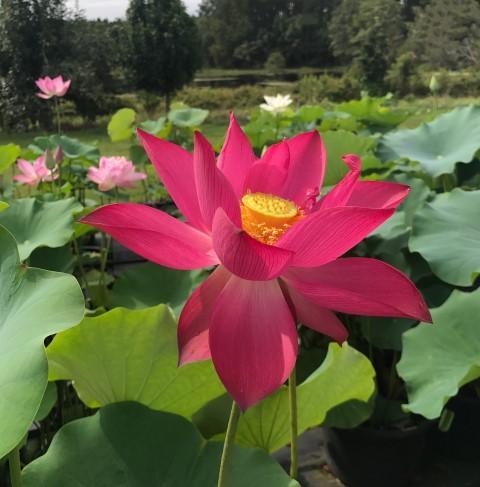 Titan - Gorgeous Red Flowered Lotus (Bare Root) - Play It Koi