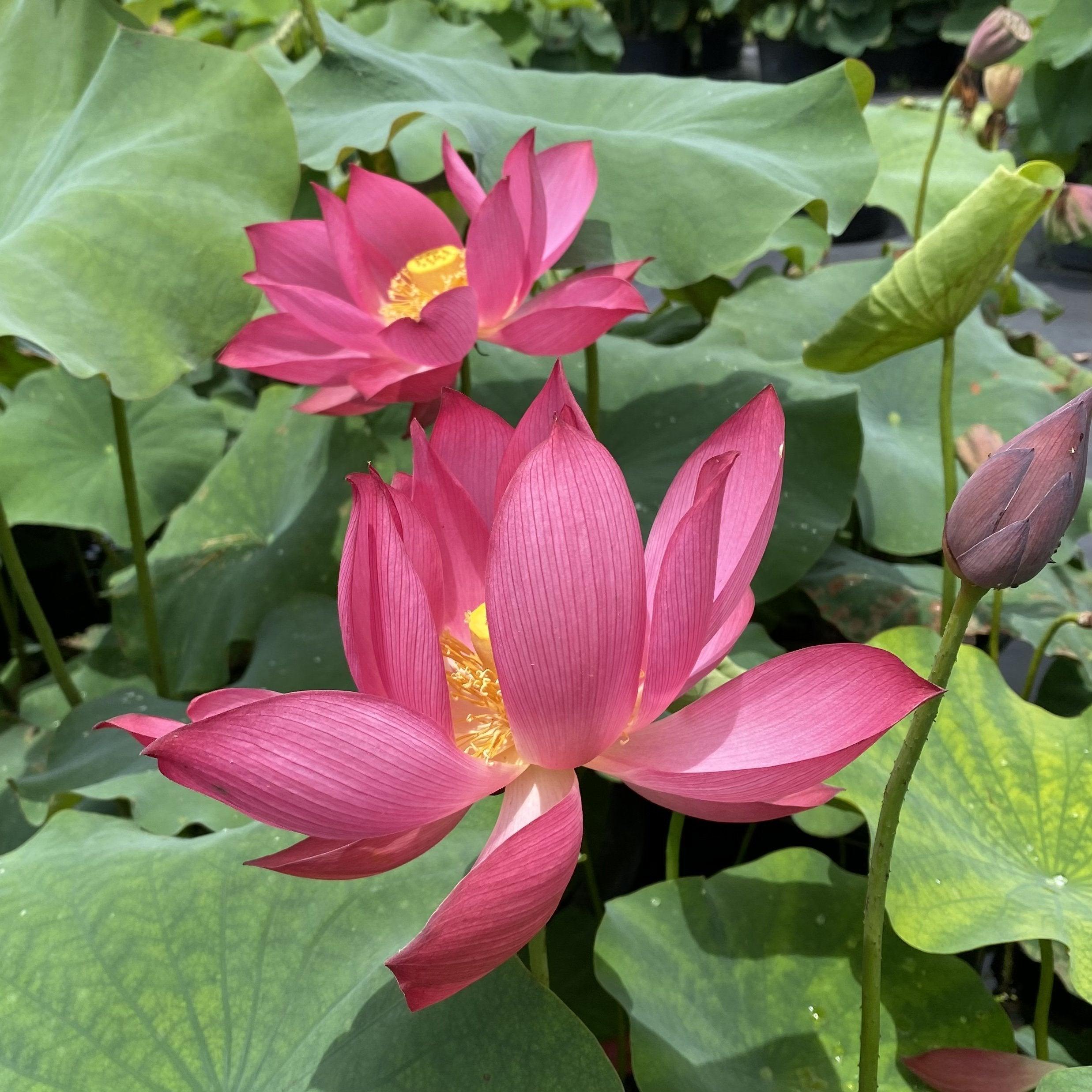 Titan - Gorgeous Red Flowered Lotus (Bare Root) - Play It Koi