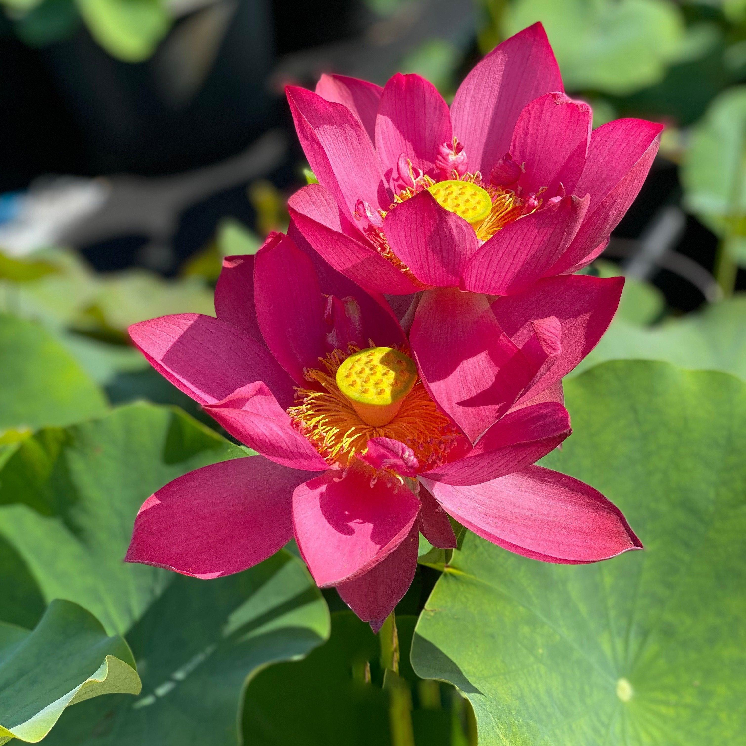 Titan - Gorgeous Red Flowered Lotus (Bare Root) - Play It Koi