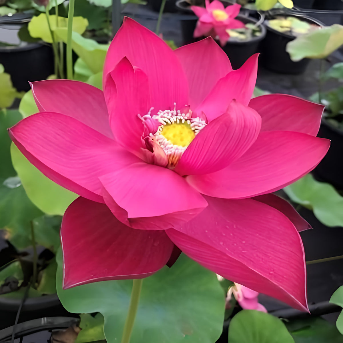 Titan - Gorgeous Red Flowered Lotus (Bare Root) - Play It Koi