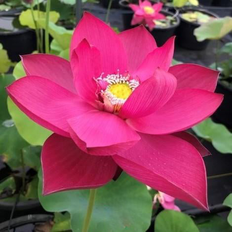 Titan - Gorgeous Red Flowered Lotus (Bare Root) - Play It Koi