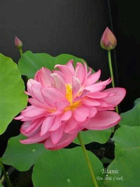 Titanic - Flower Power Lotus (Bare Root) - Play It Koi