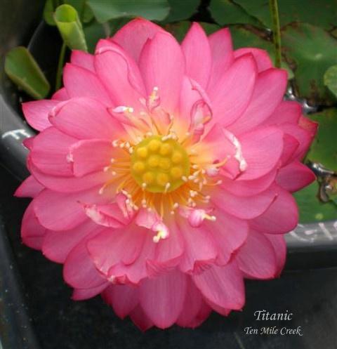 Titanic - Flower Power Lotus (Bare Root) - Play It Koi