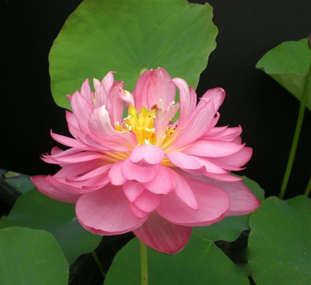 Titanic - Flower Power Lotus (Bare Root) - Play It Koi