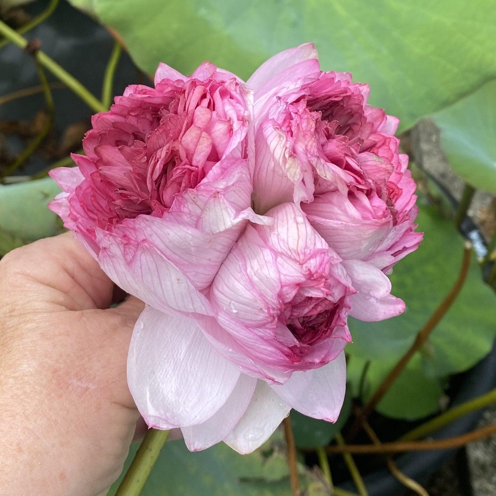 Traditional Thousand Petals - Multi-Hearted Flowers Lotus (Bare Root) - Play It Koi