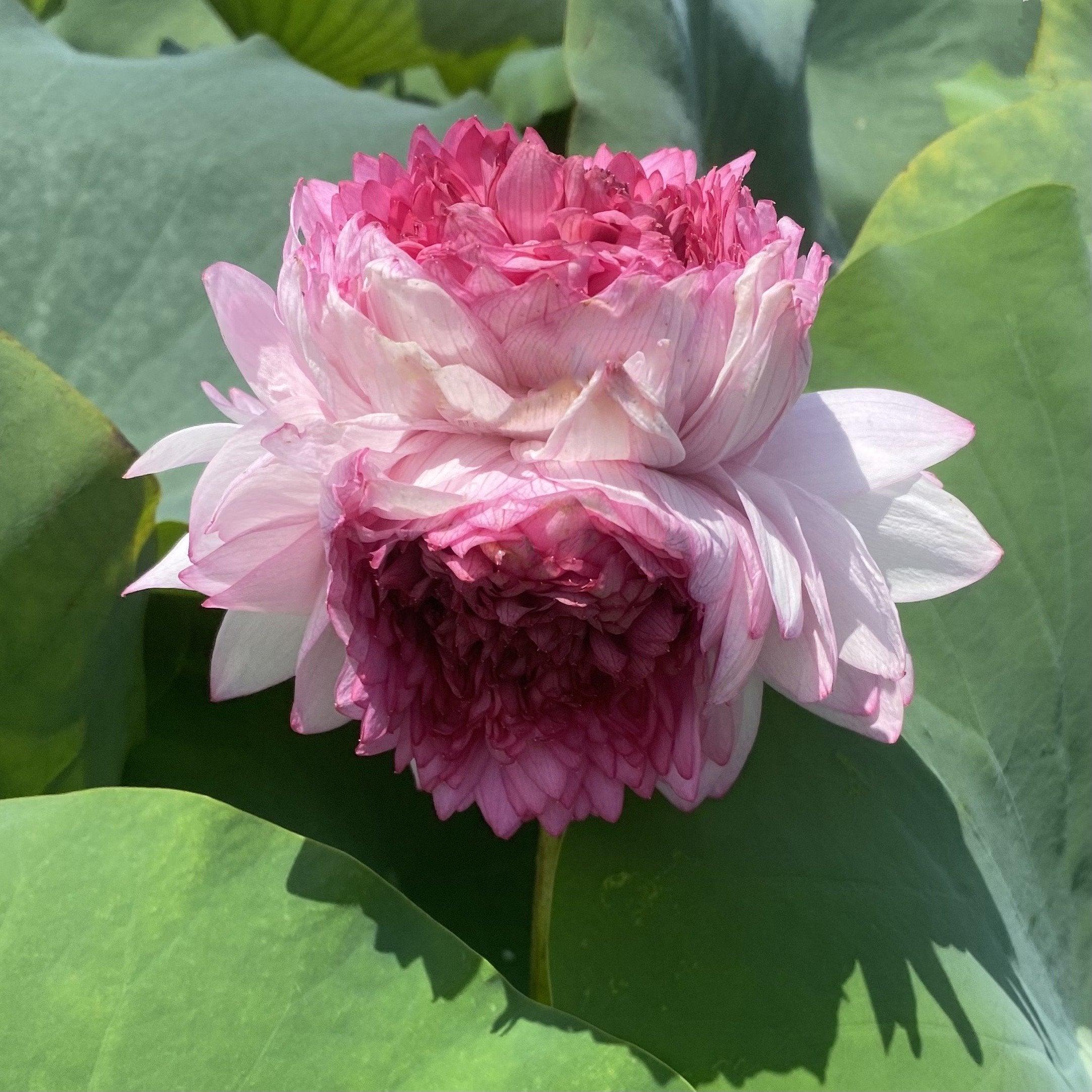 Traditional Thousand Petals - Multi-Hearted Flowers Lotus (Bare Root) - Play It Koi