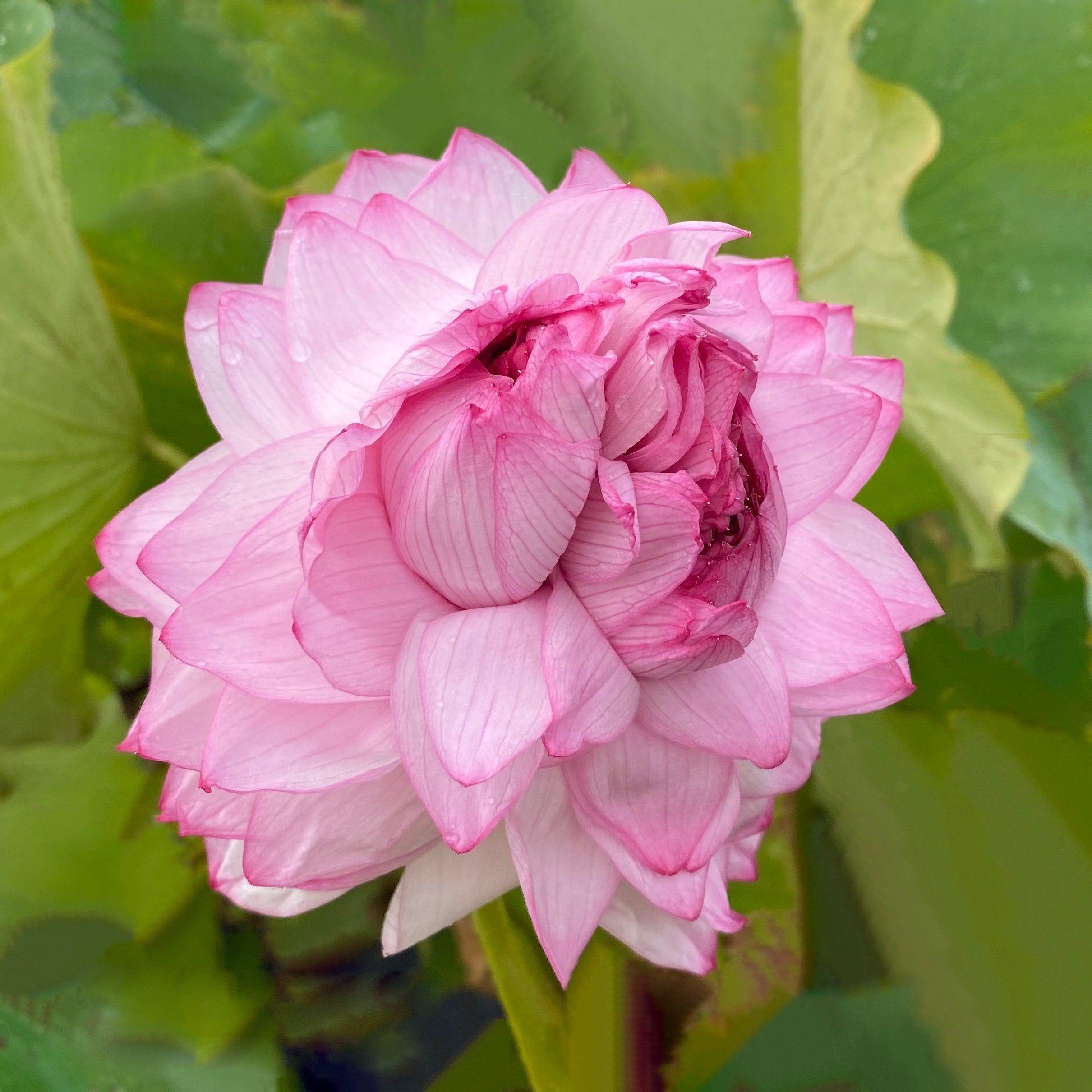 Traditional Thousand Petals - Multi-Hearted Flowers Lotus (Bare Root) - Play It Koi