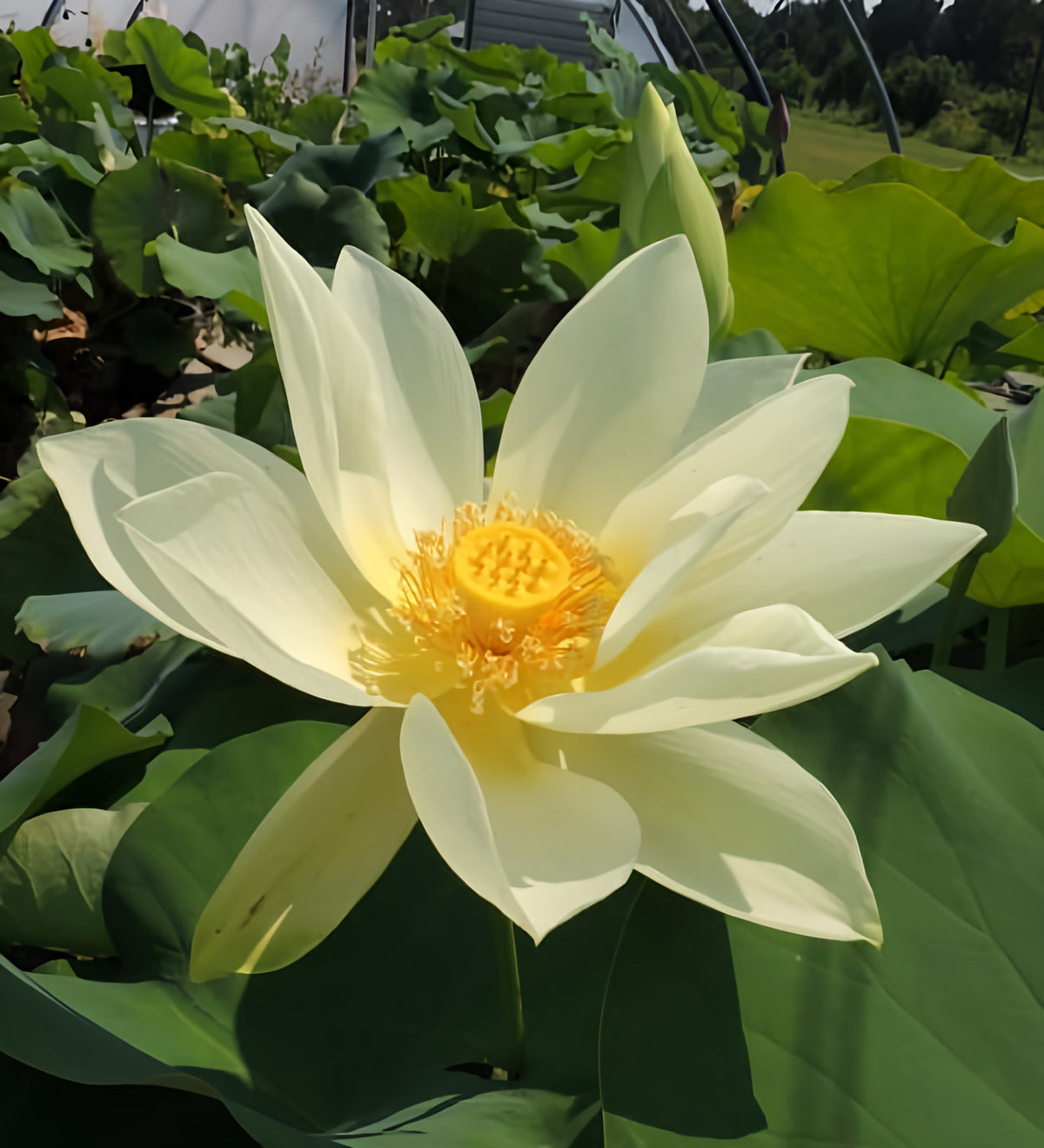 Tulip Lotus (Bare Root) - Play It Koi