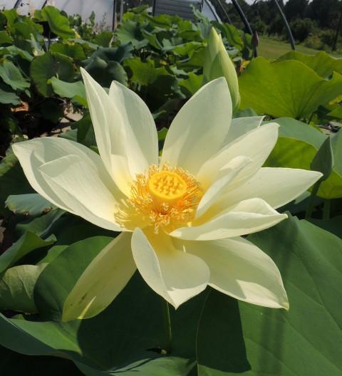 Tulip Lotus (Bare Root) - Play It Koi