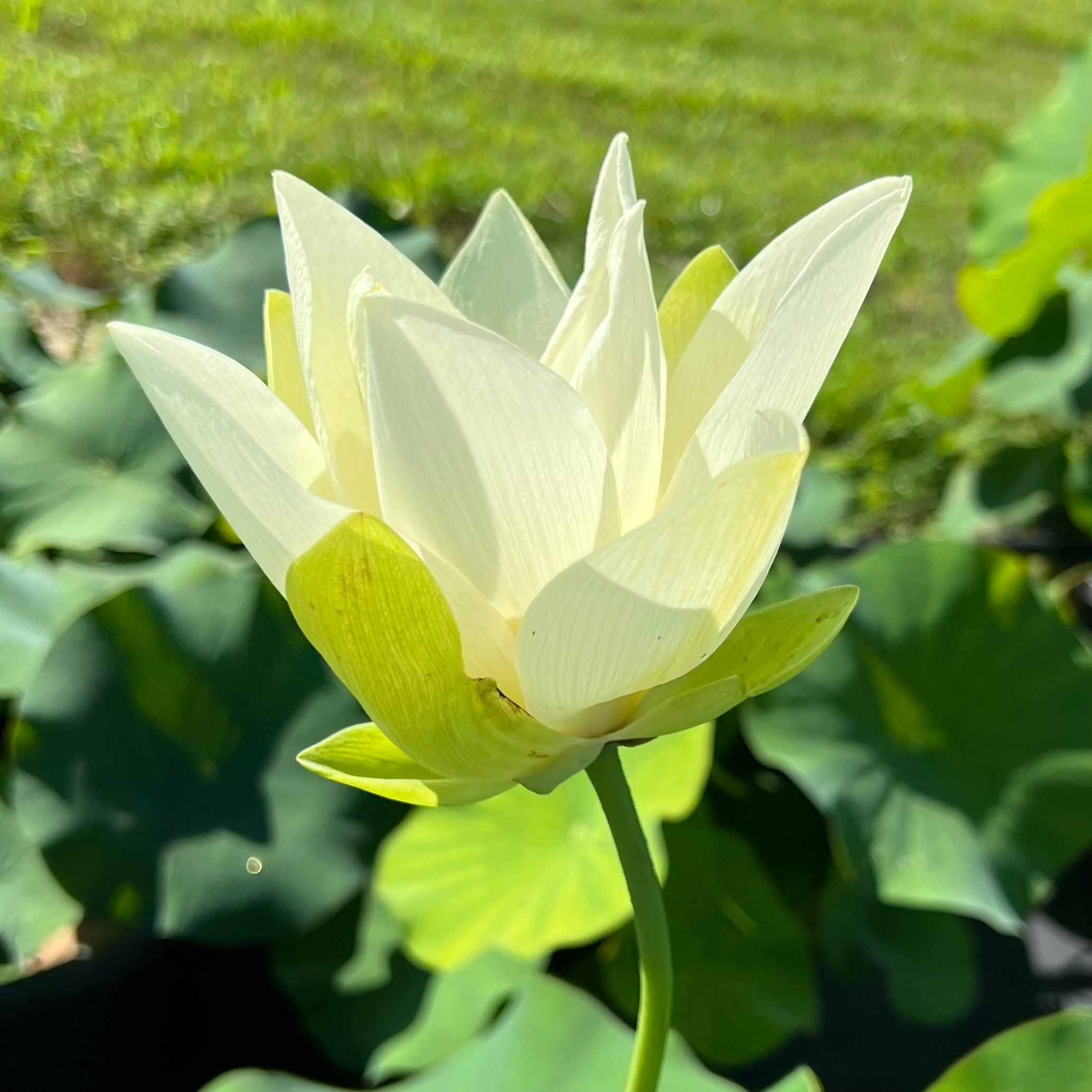 Tulip Lotus (Bare Root) - Play It Koi