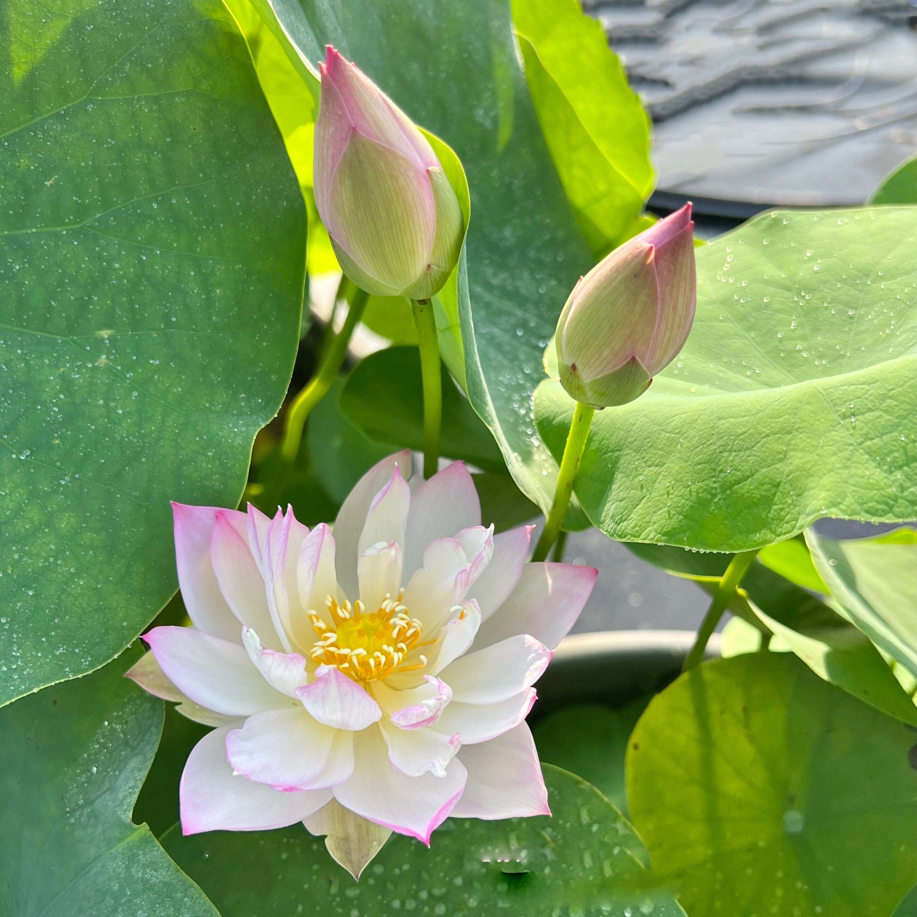 Twinkle Toes - Tiny Dancer Lotus (Bare Root) - Play It Koi