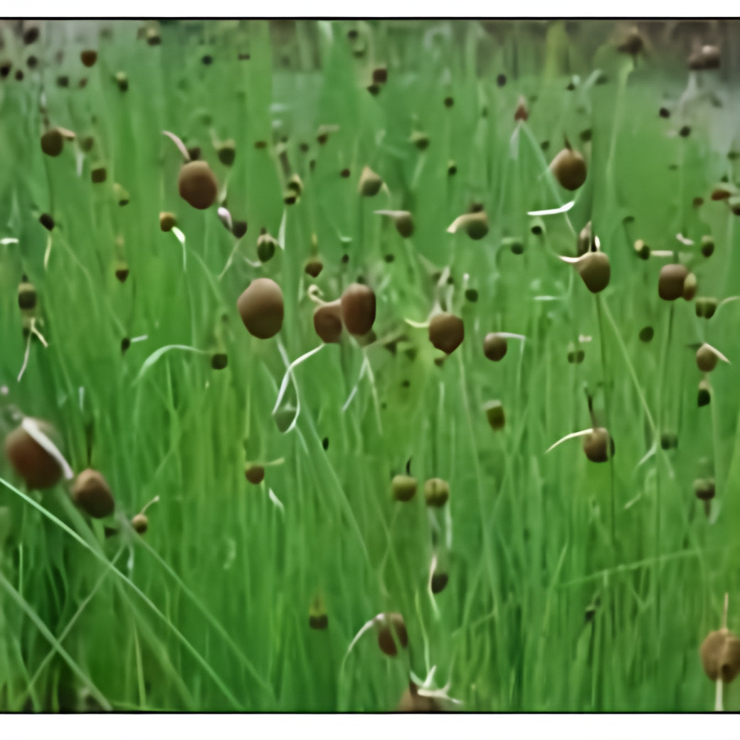 Typha Minima ‘Europa’ - Minature Cattail (Bare Root) - Play It Koi