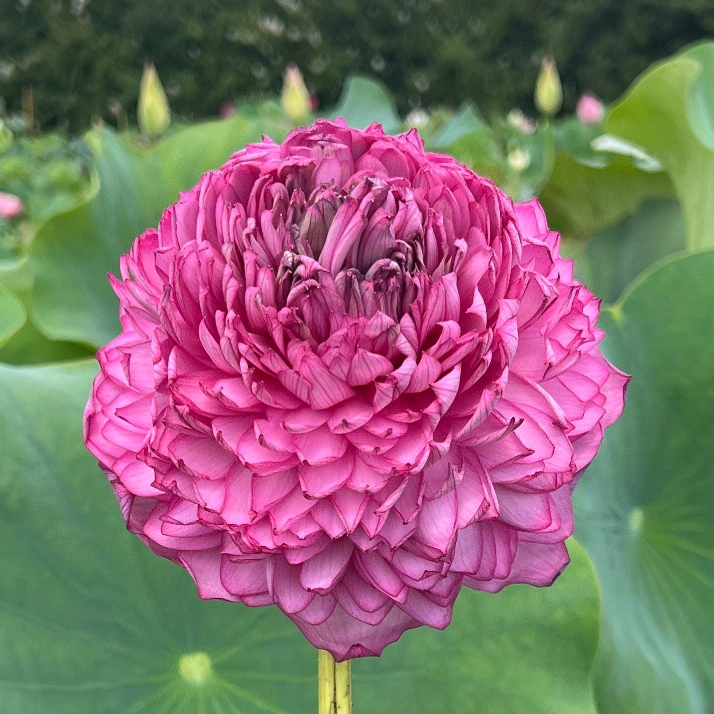 Ultimate Thousand Petals Lotus (Bare Root) - Play It Koi