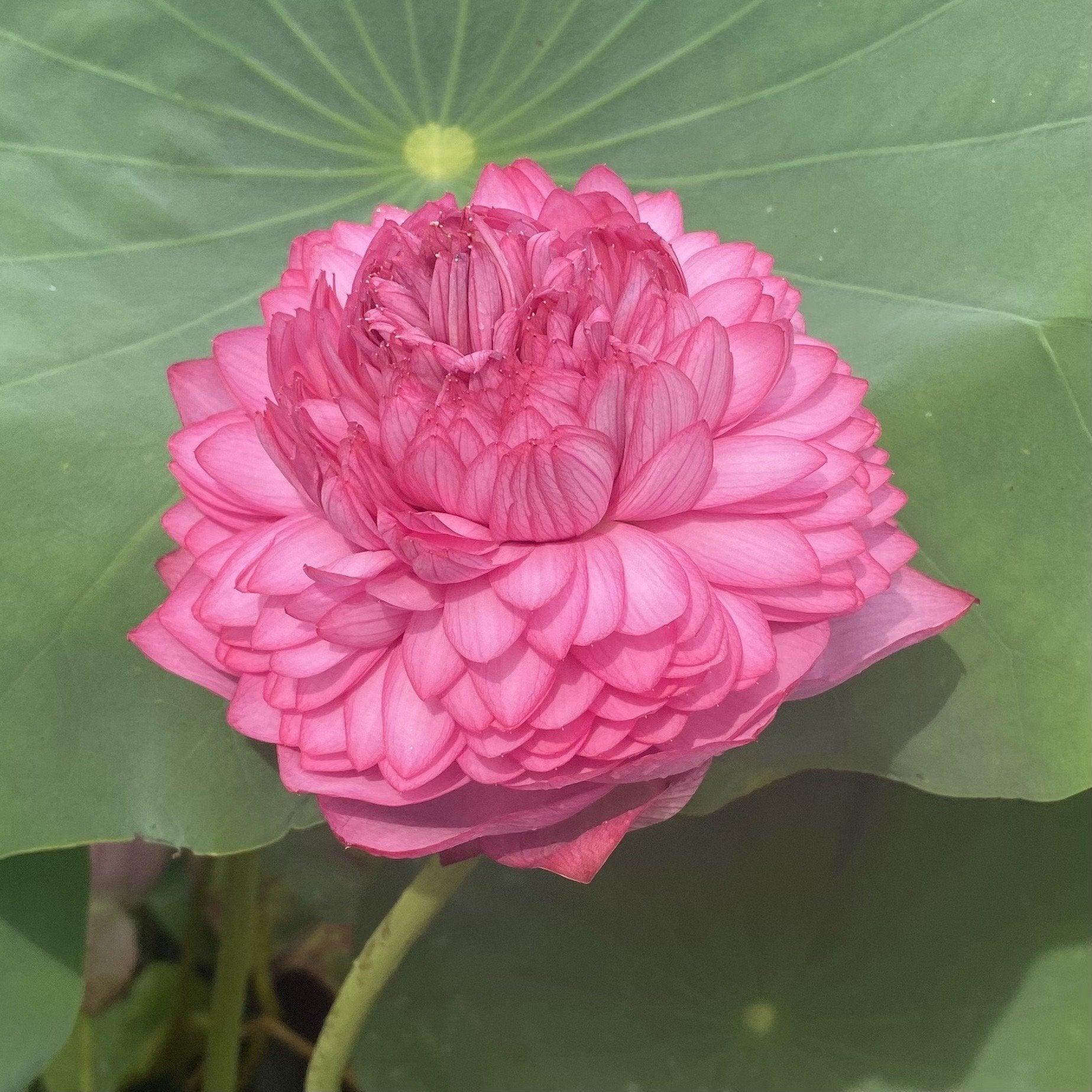 Ultimate Thousand Petals Lotus (Bare Root)