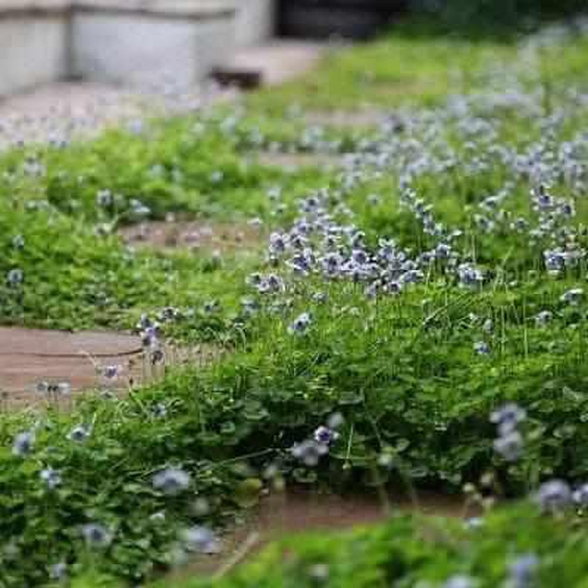 Viola Hederacea - Australian Jumping Violet (Bare Root) - Play It Koi