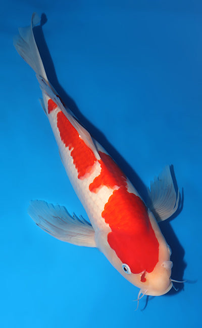 Kodama Koi Farm - Limited Time - Hirenaga Kohaku