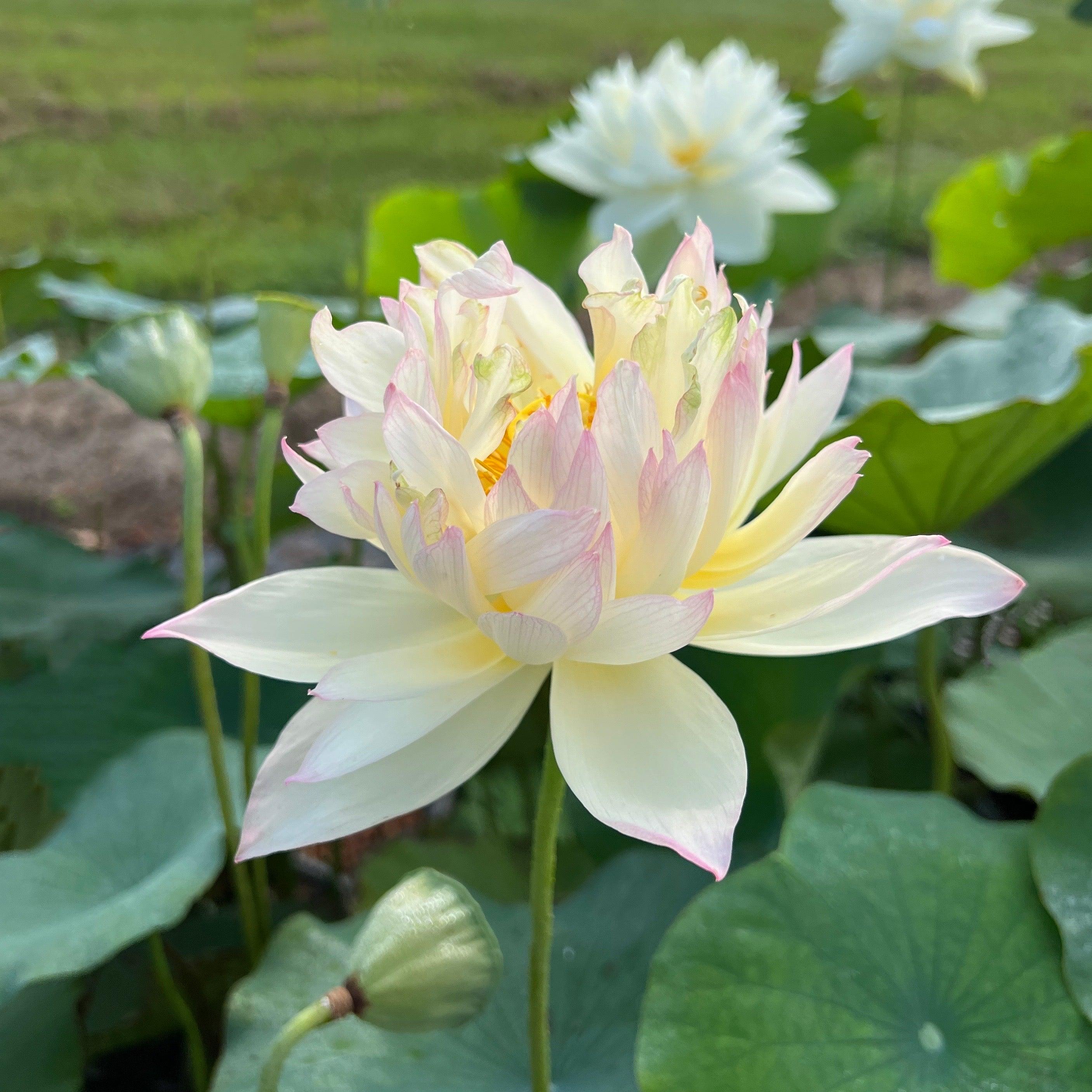 Watercolor Lotus (Bare Root) - Play It Koi