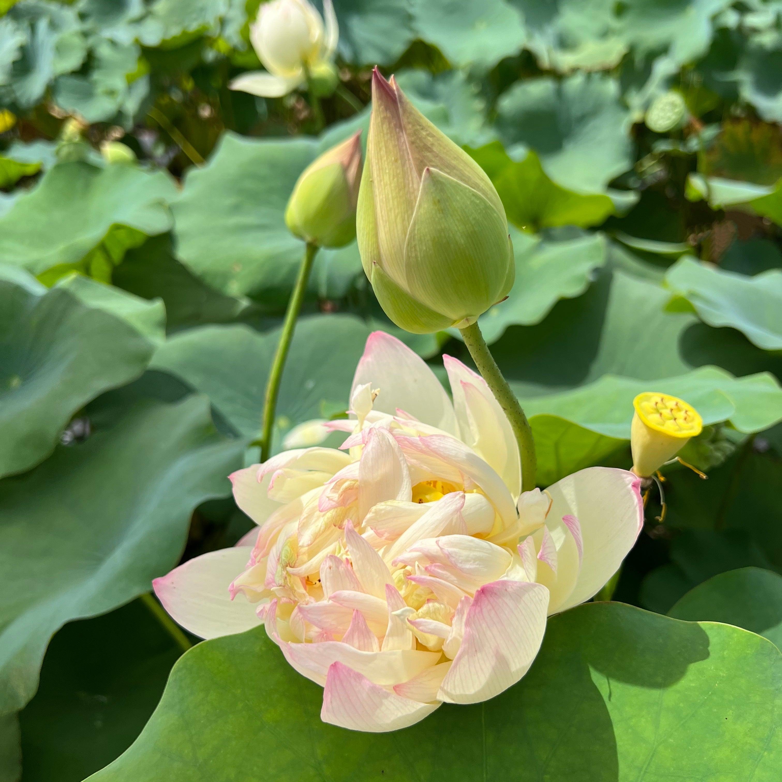 Watercolor Lotus (Bare Root) - Play It Koi