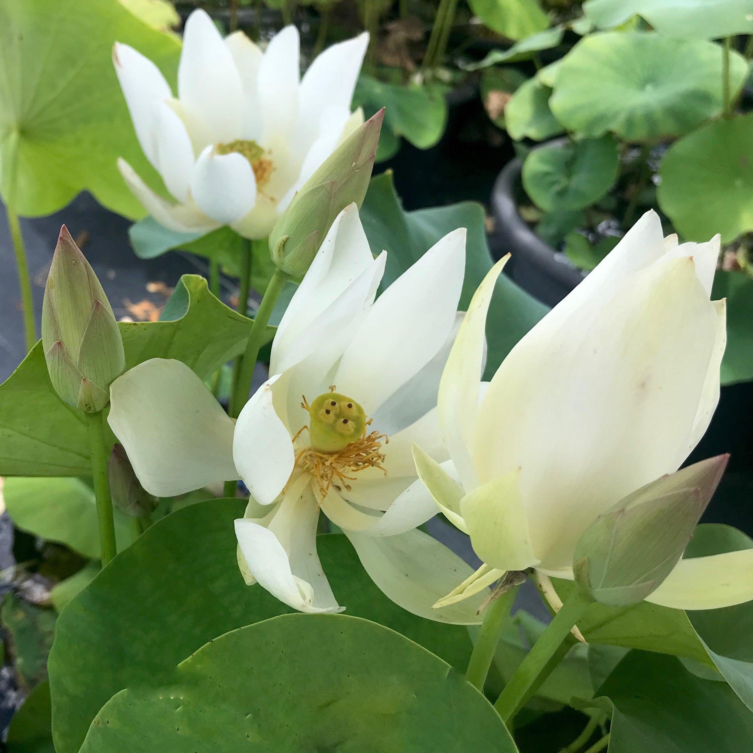 White Buddha's Hand Lotus (Bare Root) - Play It Koi