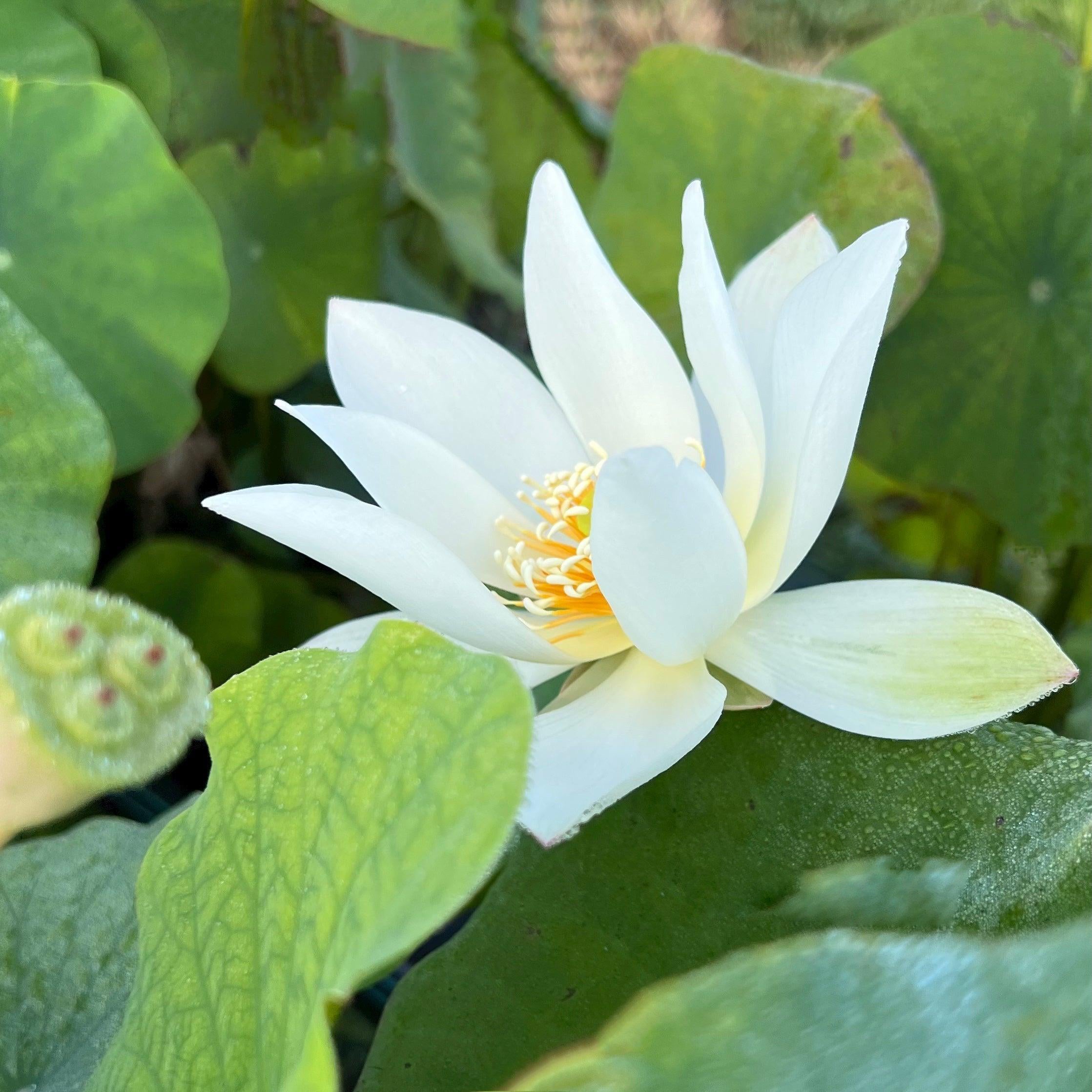 White Buddha's Hand Lotus (Bare Root) - Play It Koi