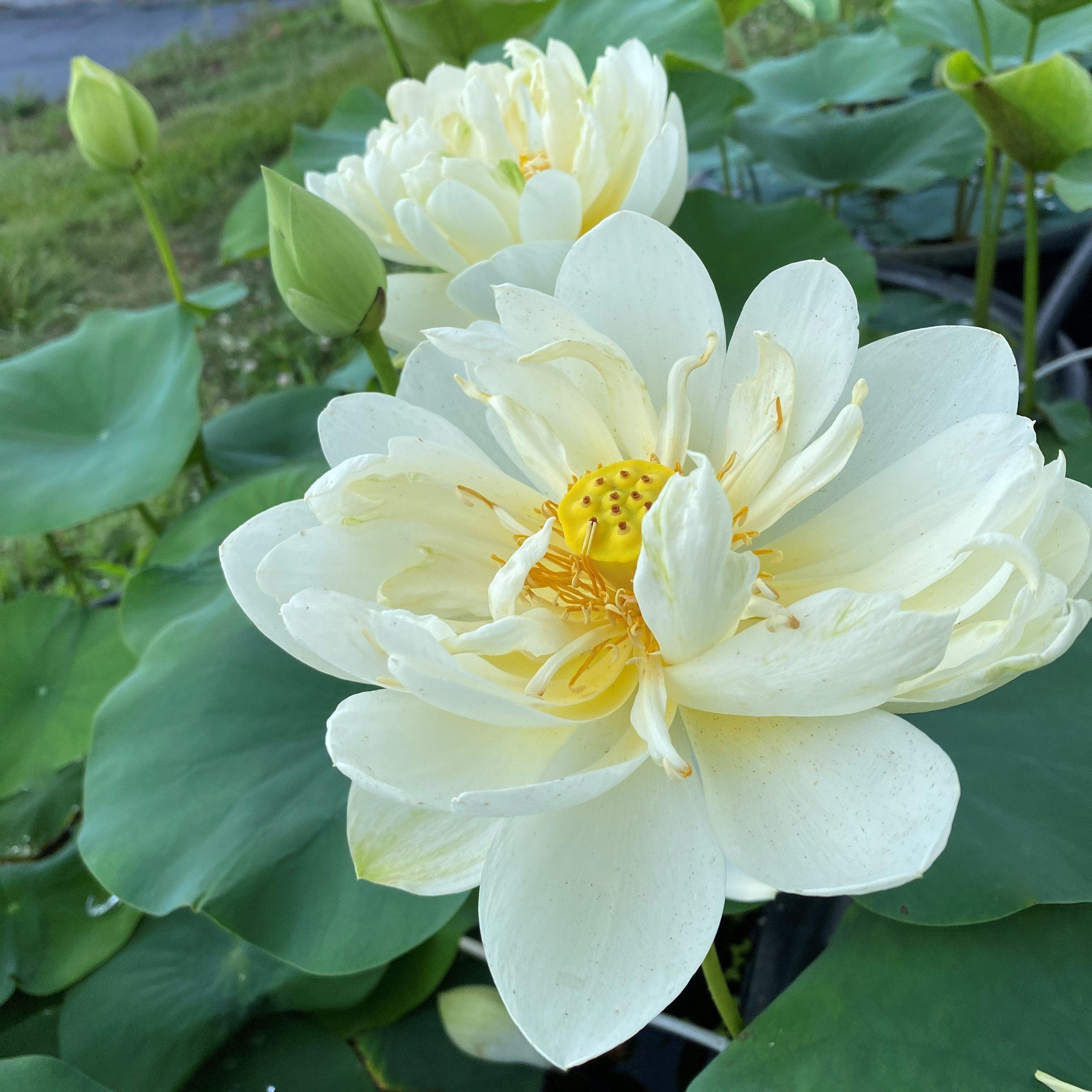 White Chrysanthemum Lotus (Bare Root) - Play It Koi