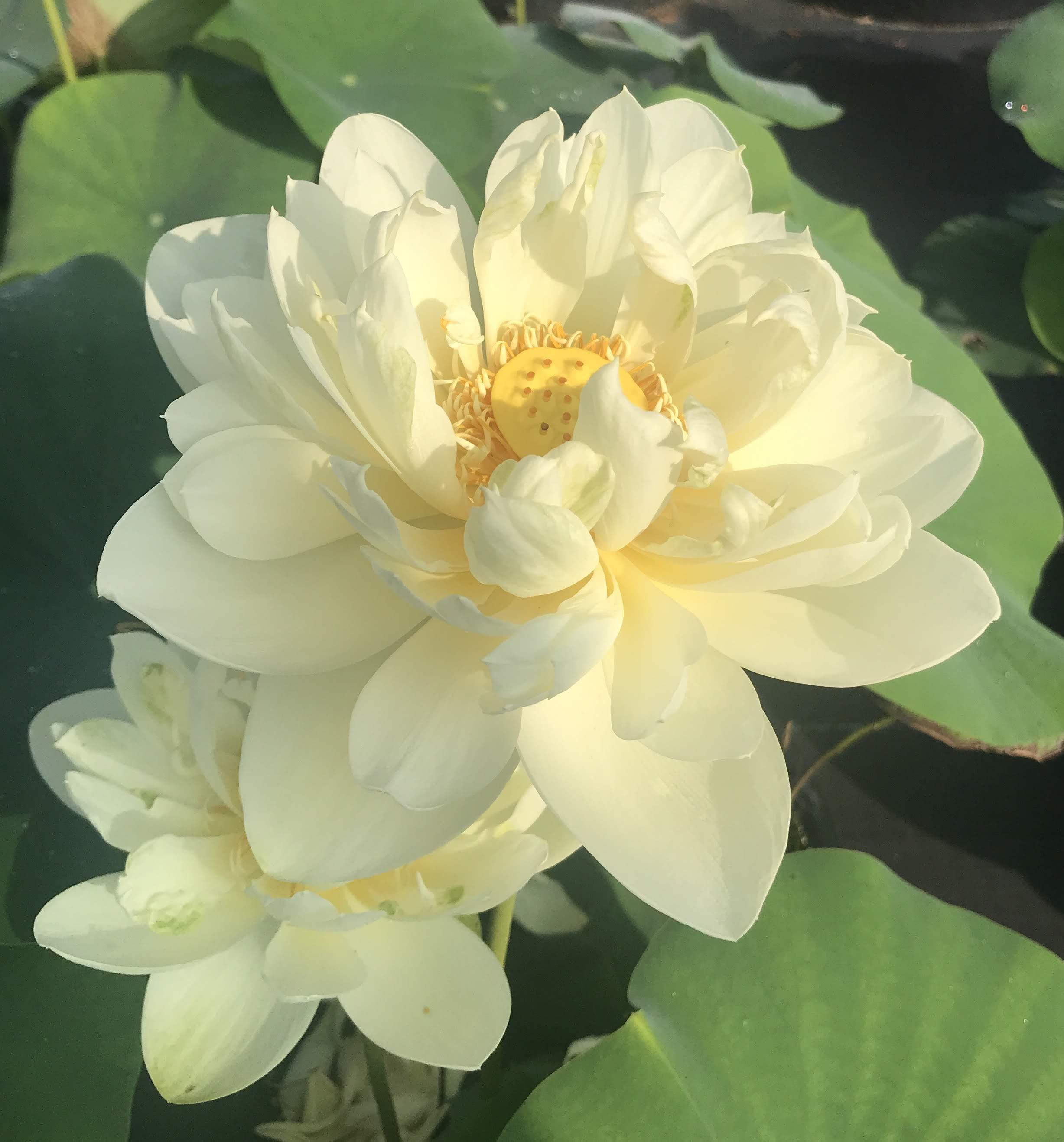 White Chrysanthemum Lotus (Bare Root) - Play It Koi