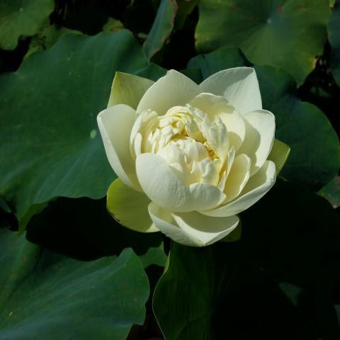 White Chrysanthemum Lotus (Bare Root) - Play It Koi