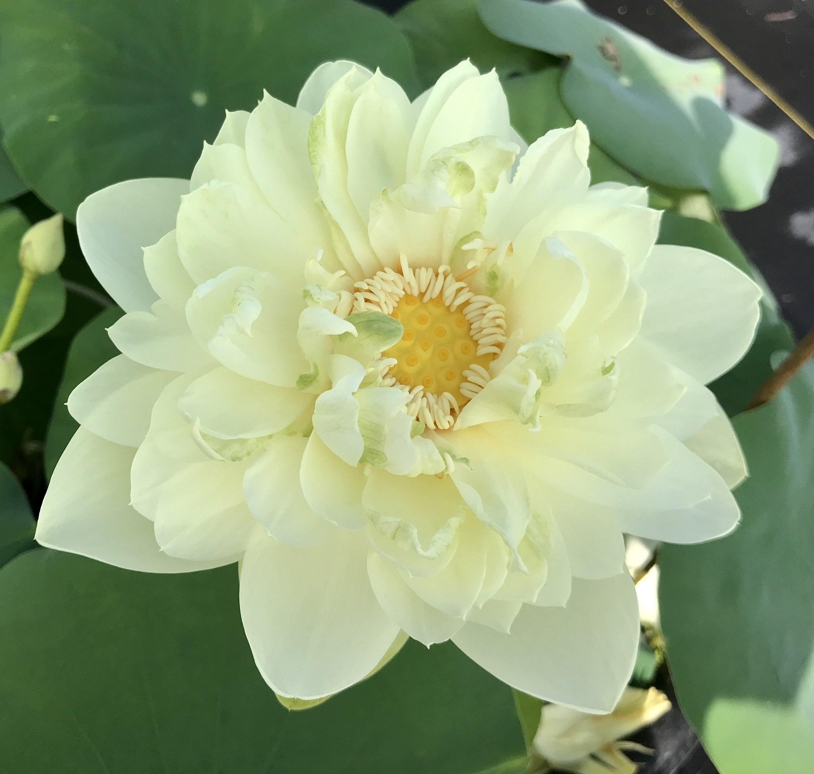 White Chrysanthemum Lotus (Bare Root) - Play It Koi