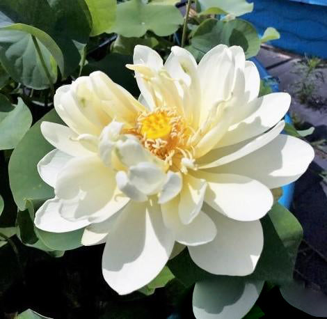 White Chrysanthemum Lotus (Bare Root) - Play It Koi