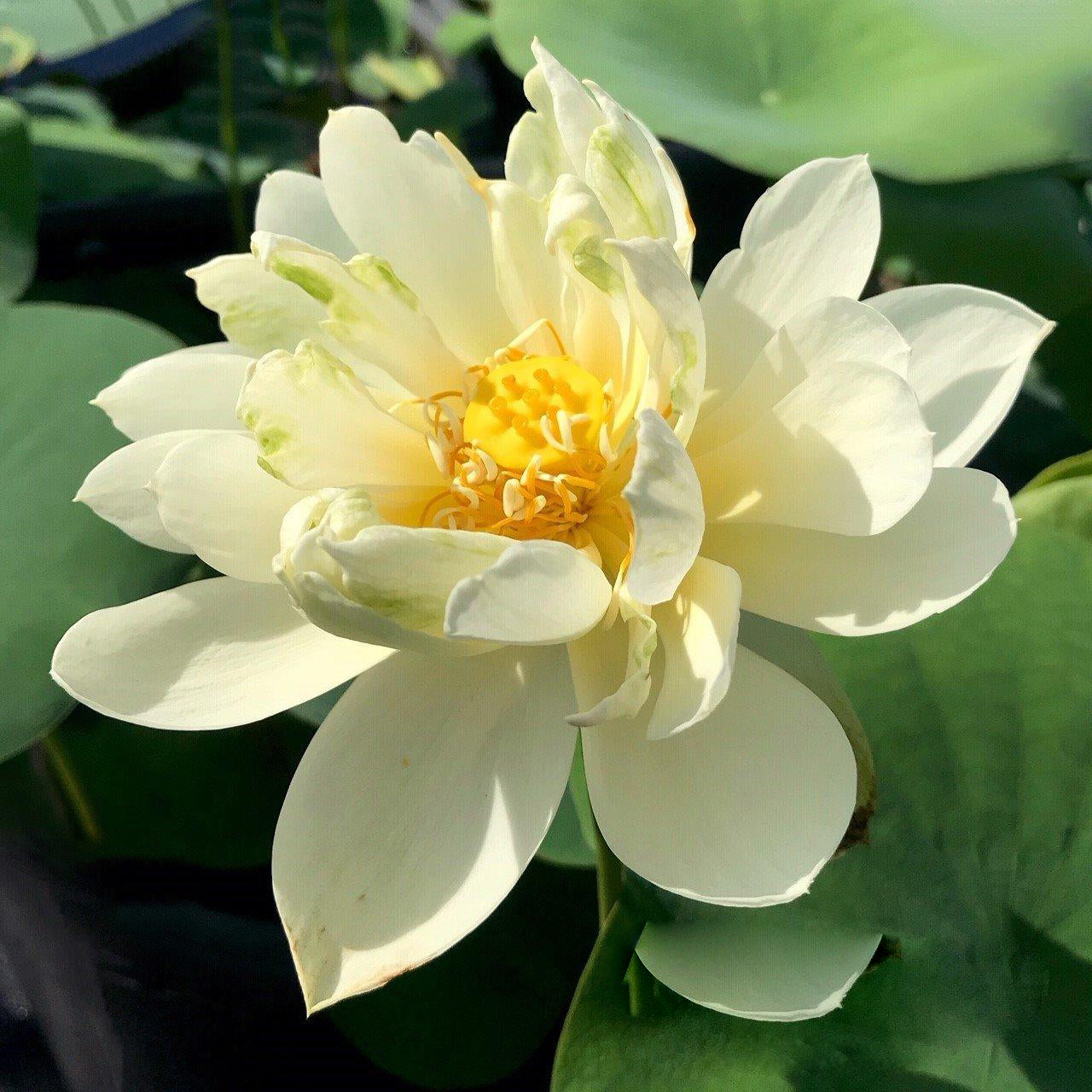 White Chrysanthemum Lotus (Bare Root) - Play It Koi