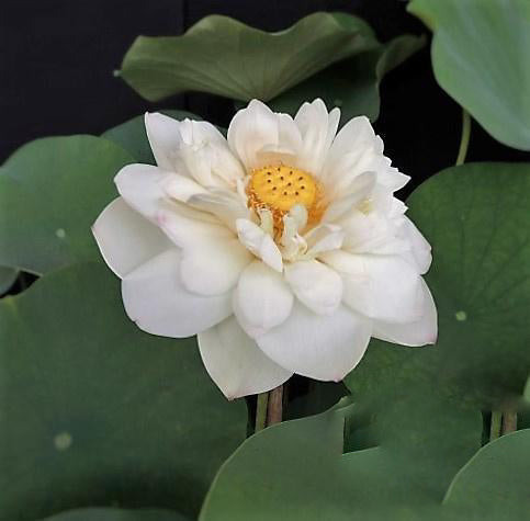 White Chrysanthemum Lotus (Bare Root) - Play It Koi