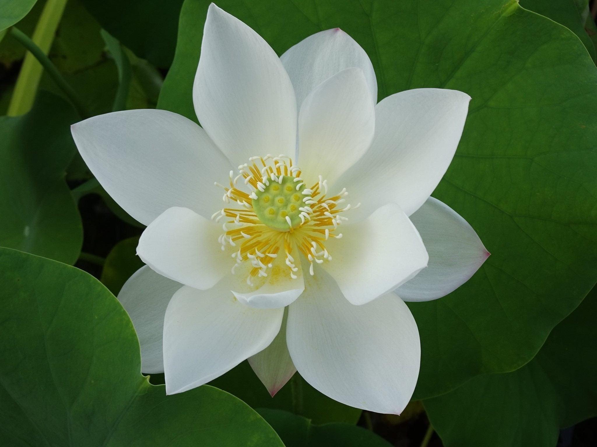 White Crane Lotus (Bare Root) - Play It Koi