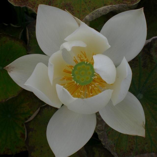White Crane Lotus (Bare Root) - Play It Koi