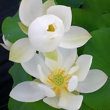 White Crane Lotus (Bare Root) - Play It Koi