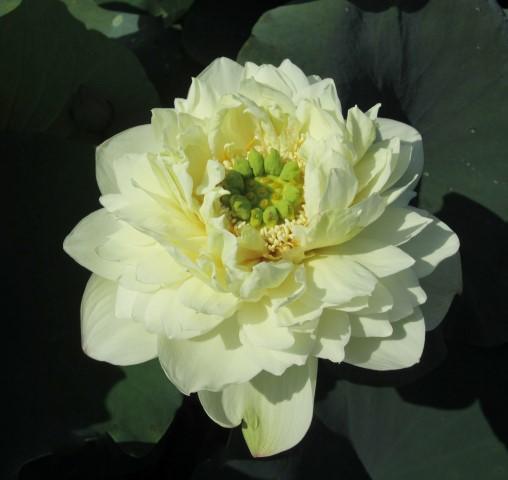 White Pear Flower Mini Lotus (Bare Root) - Play It Koi