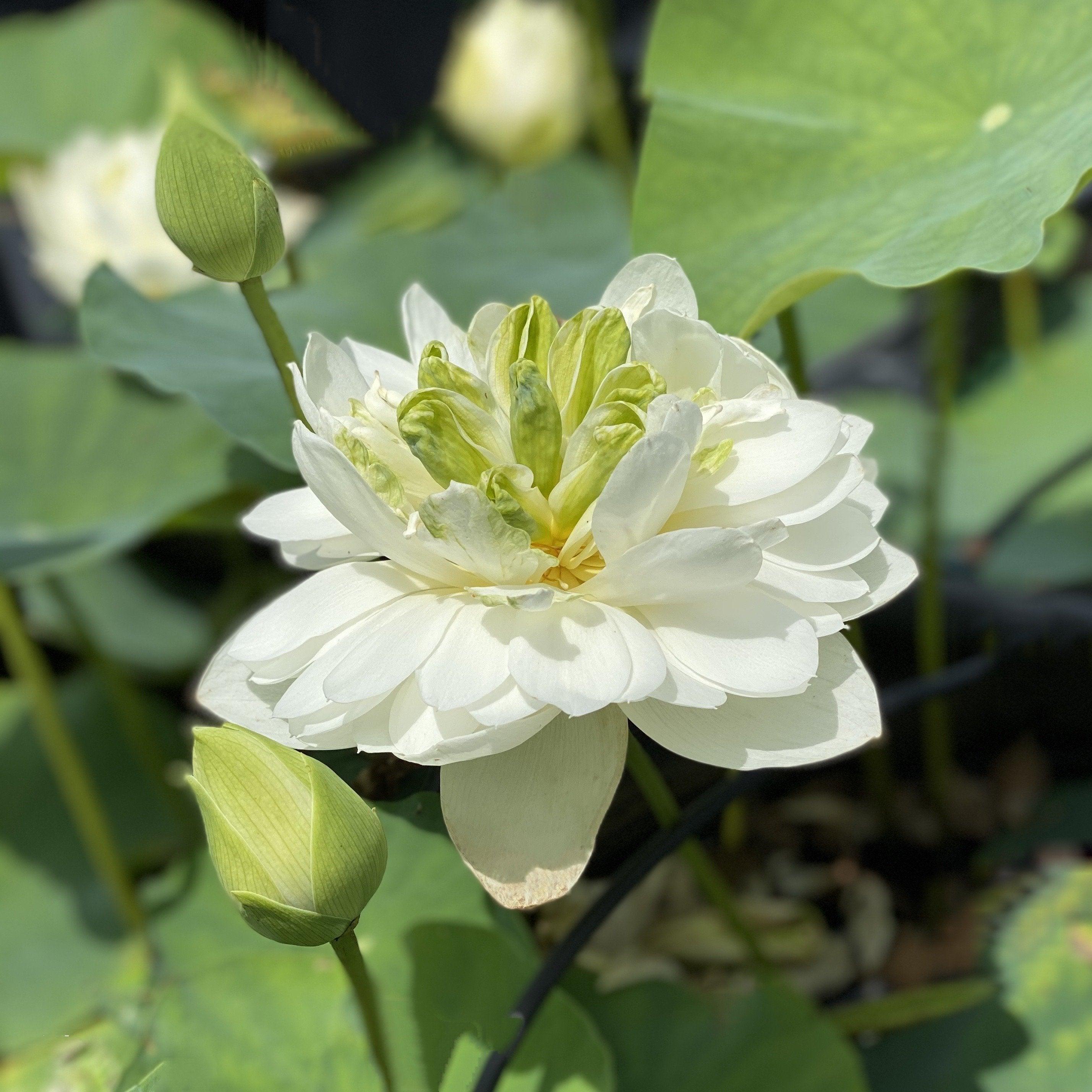 White Phoenix Lotus (Bare Root) - Play It Koi