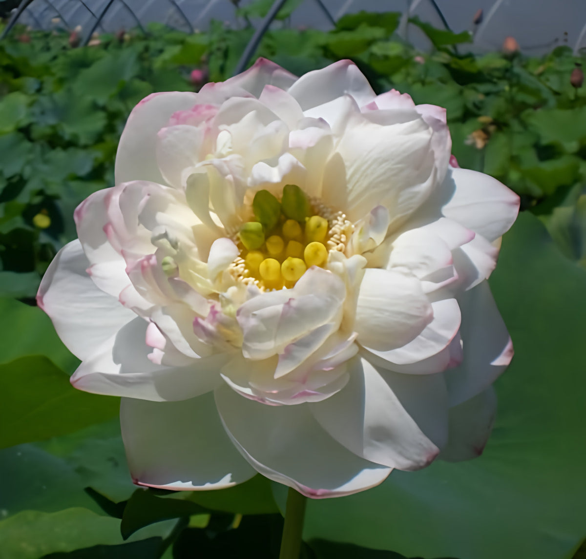 Winter Chrysanthemum - A Kiss of Pink Lotus (Bare Root) - Play It Koi