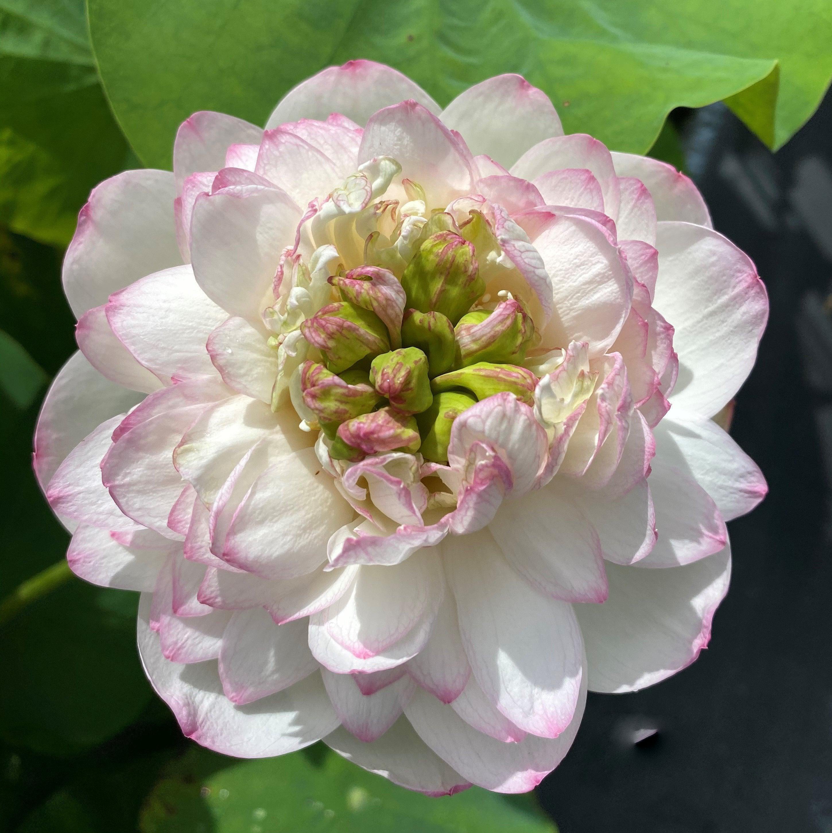 Winter Chrysanthemum - A Kiss of Pink Lotus (Bare Root) - Play It Koi