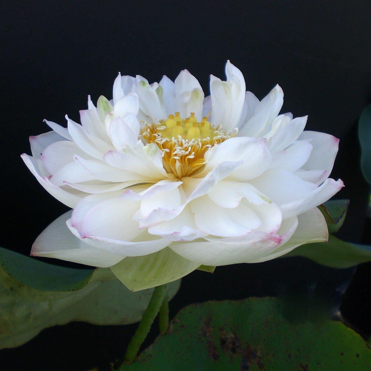 Winter Chrysanthemum - A Kiss of Pink Lotus (Bare Root) - Play It Koi