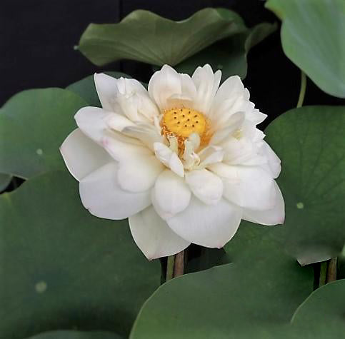 Winter Chrysanthemum - A Kiss of Pink Lotus (Bare Root) - Play It Koi