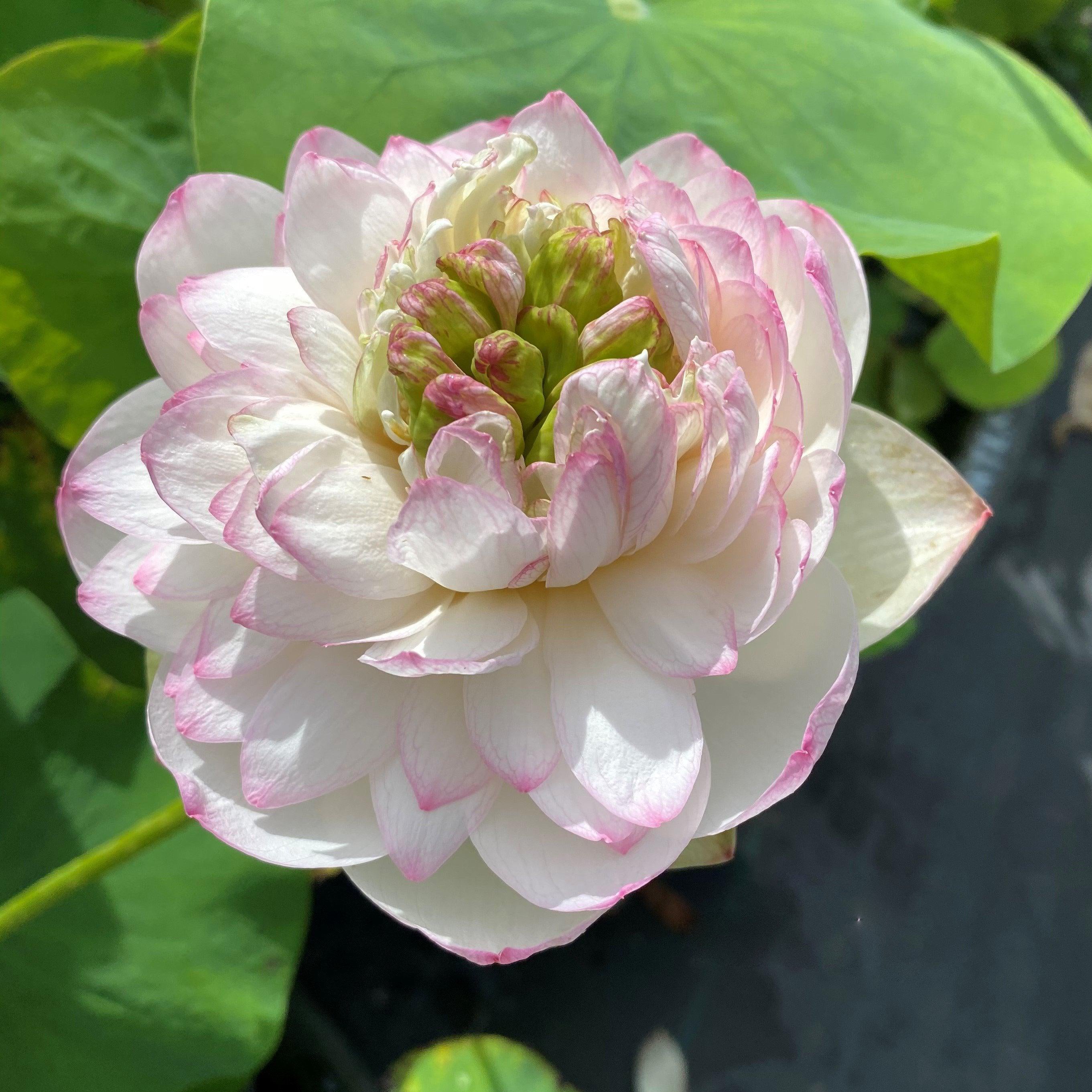 Winter Chrysanthemum - A Kiss of Pink Lotus (Bare Root) - Play It Koi