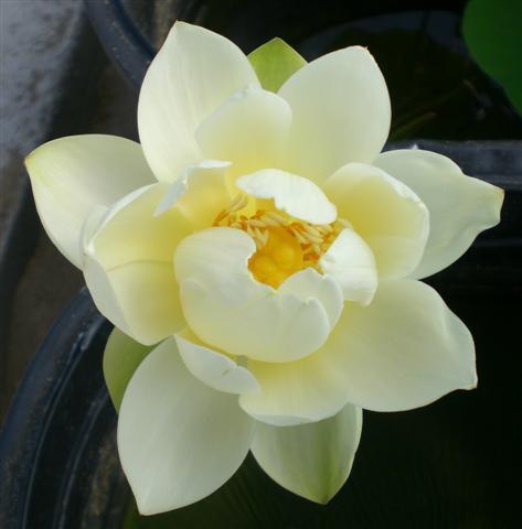 Xiamen Bowl Lotus (Bare Root) - Play It Koi