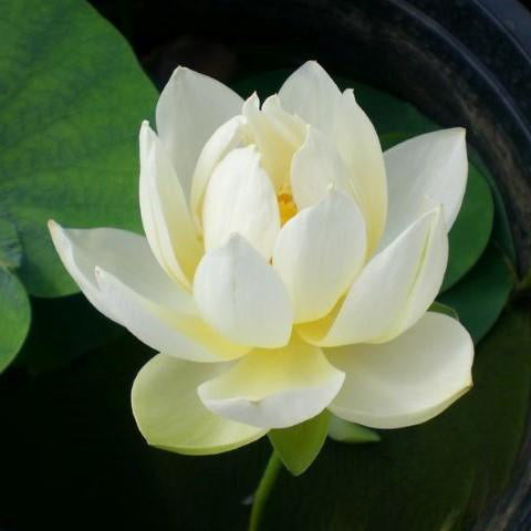 Xiamen Bowl Lotus (Bare Root) - Play It Koi