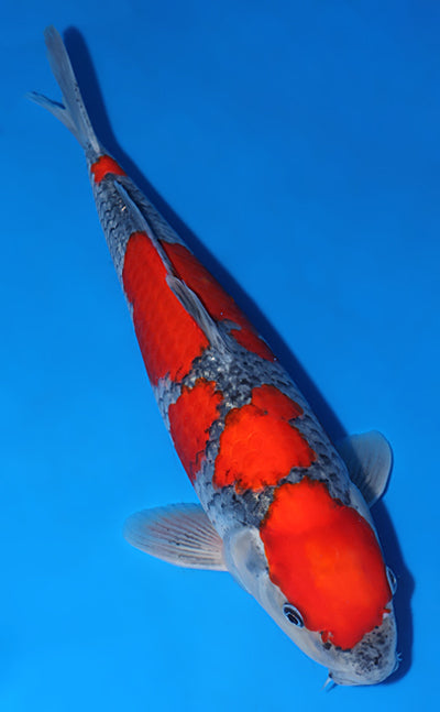 Kodama Goshiki koi y0518t003 view 3