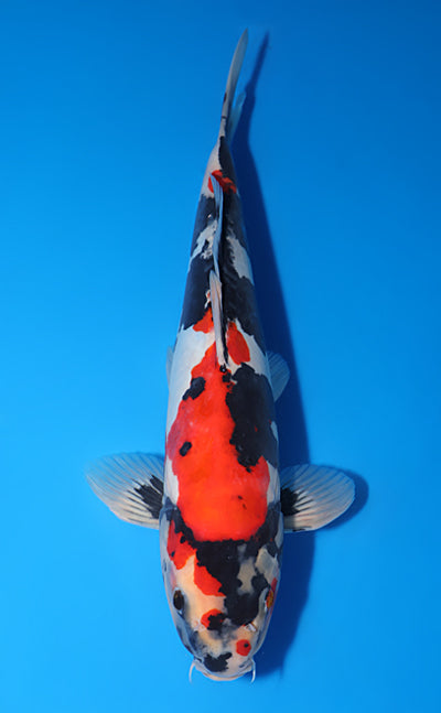 Kodama Doitsu Showa koi y0518t006