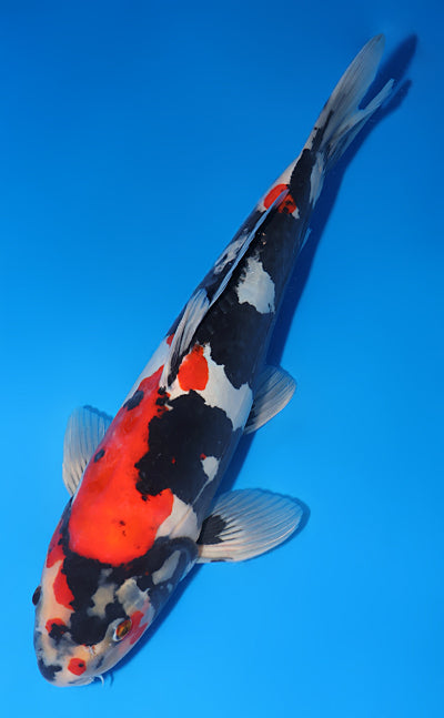 Kodama Doitsu Showa koi y0518t006 view 2