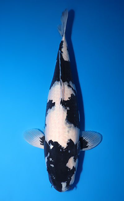 Kodama Shiro Utsuri koi y0518t023