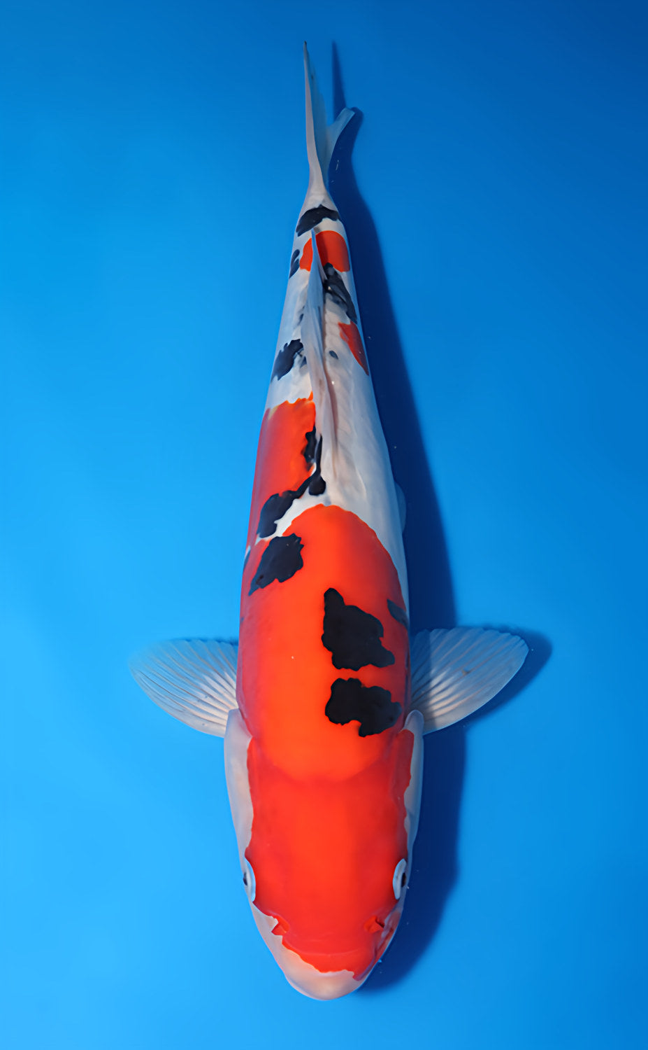 Kodama Doitsu Sanke koi y0518t032