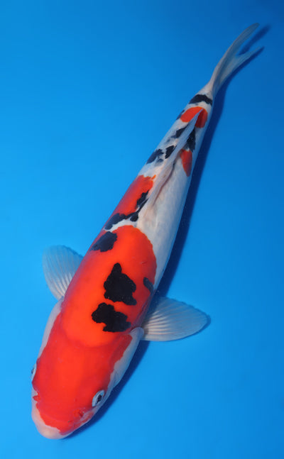 Kodama Doitsu Sanke koi y0518t032 view 2